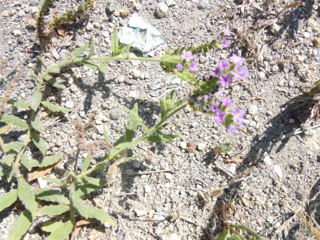 Heliotropium amplexicaule / Eliotropio purpureo